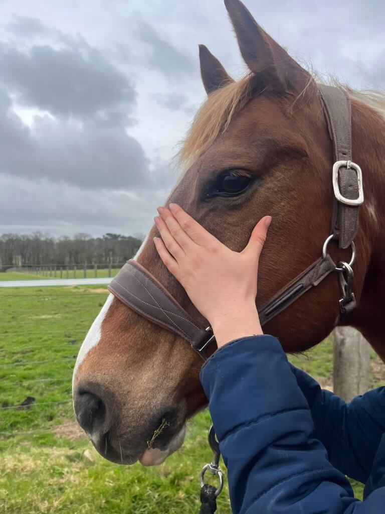 Séance d'ostéopathie crânienne sur un cheval, par Claire Fresneau-Fontalirant, ostéopathe animalier à Saumur