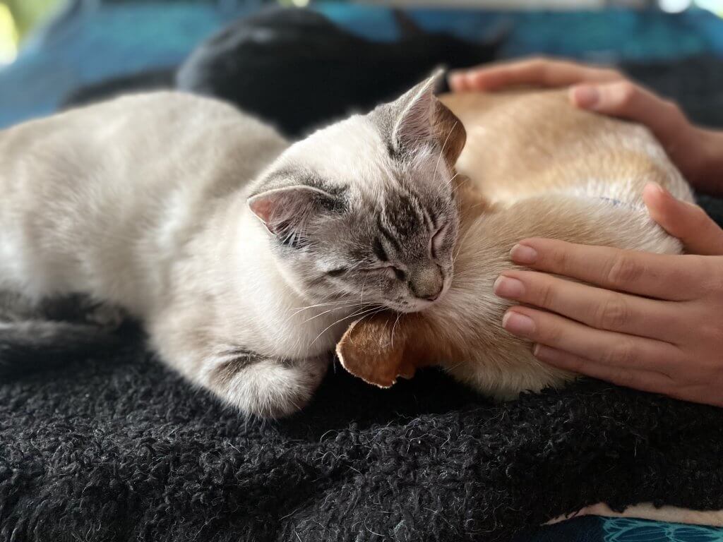 Claire Fresneau-Fontalirant, ostéopathe animalier à Saumur, en plein séance d'ostéopathie féline avec deux chats