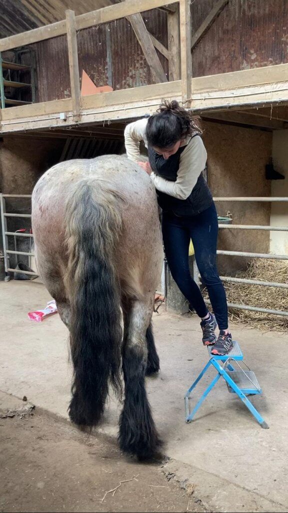 Claire Fresneau-Fontalirant, ostéopathe animalier à Saumur, en pleine séance d'ostéopathie équine