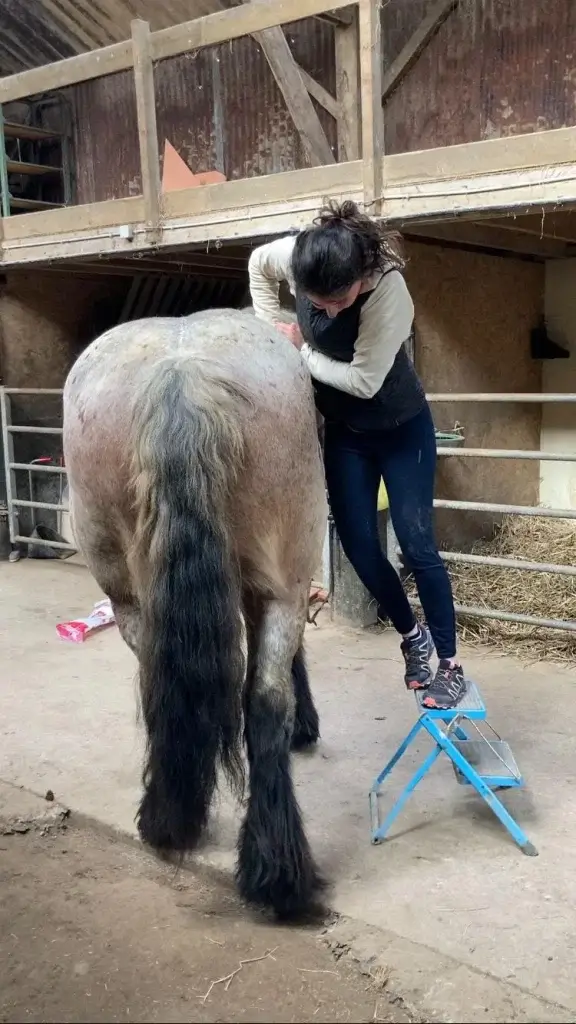 Claire en séance d'ostéopathie sur un cheval à Saumur
