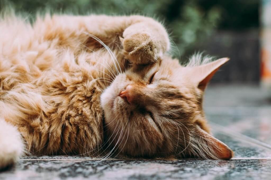 Chat tigré en gros plan, sur le dos, pour illustrer l'ostéopathie féline de Claire Fresneau-Fontalirant, ostéopathe animalier à Saumur