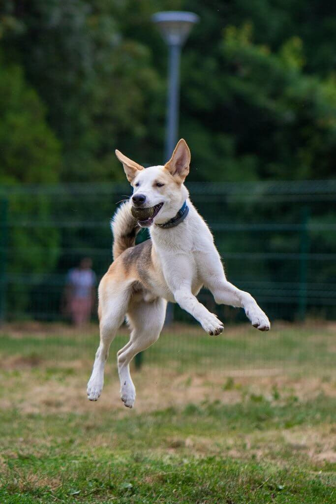 Chien attrapant une balle en plein vol. L'ostéopathie animale peut aider à maintenir sa forme et à améliorer ses performances.