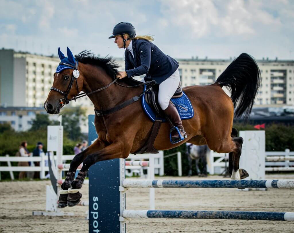 Cheval monté par un cavalier, en parcours d'obstacles, pour illustrer l'ostéopathie équine pour le cheval de sport - Claire Fresneau-Fontalirant, ostéopathe animalier à Saumur