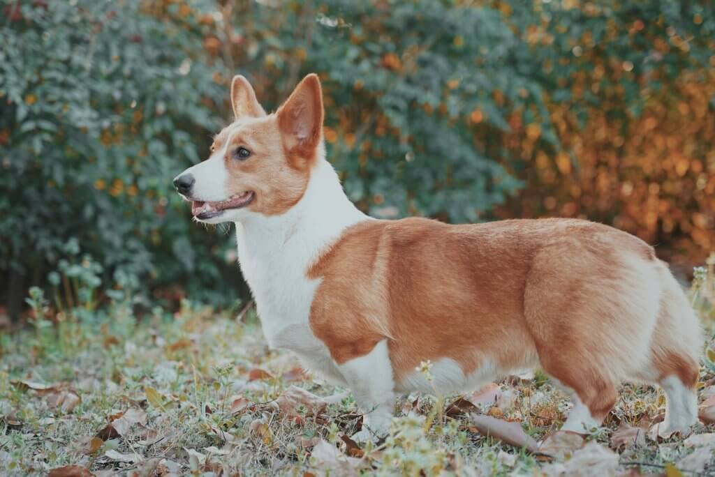 Chien Corgi, pour illustrer l'ostéopathie pour les chiens de Claire Fresneau-Fontalirant, ostéopathe animalier à Saumur