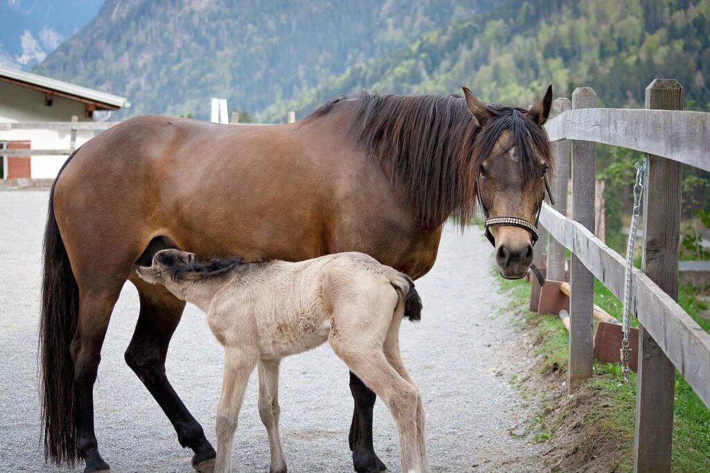 Jument allaitant son poulain, pour illustrer un des motifs de consultation en ostéopathie équine, par Claire Fresneau-Fontalirant, ostéopathe animalier à Saumur