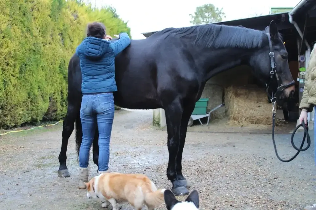 Claire en pleine séance d'ostéopathie avec un cheval de compétition