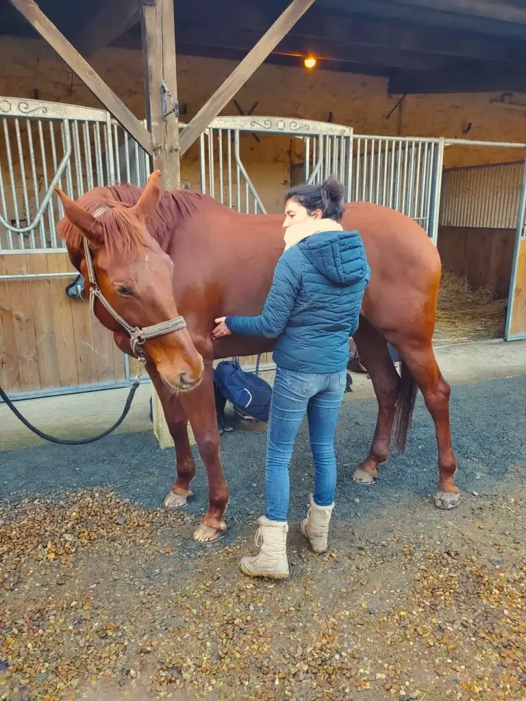 Claire en pleine séance d'ostéopathie avec une jument de compétition