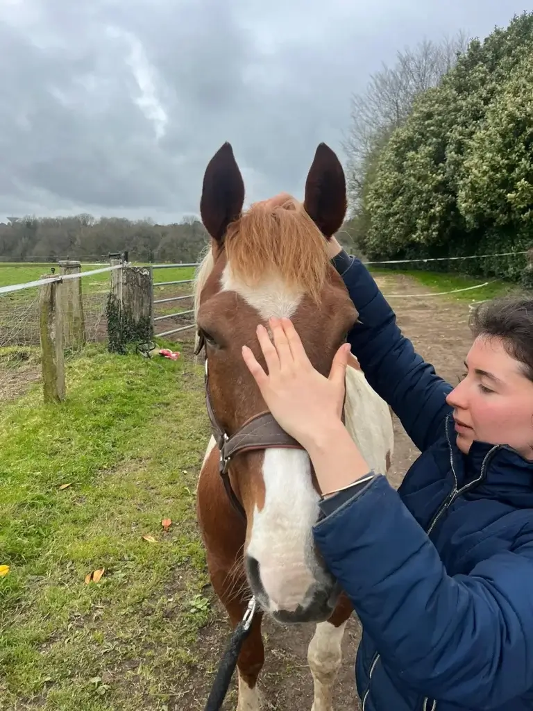 Séance d'ostéopathie équine avec Claire Fresneau-Fontalirant à Saumur