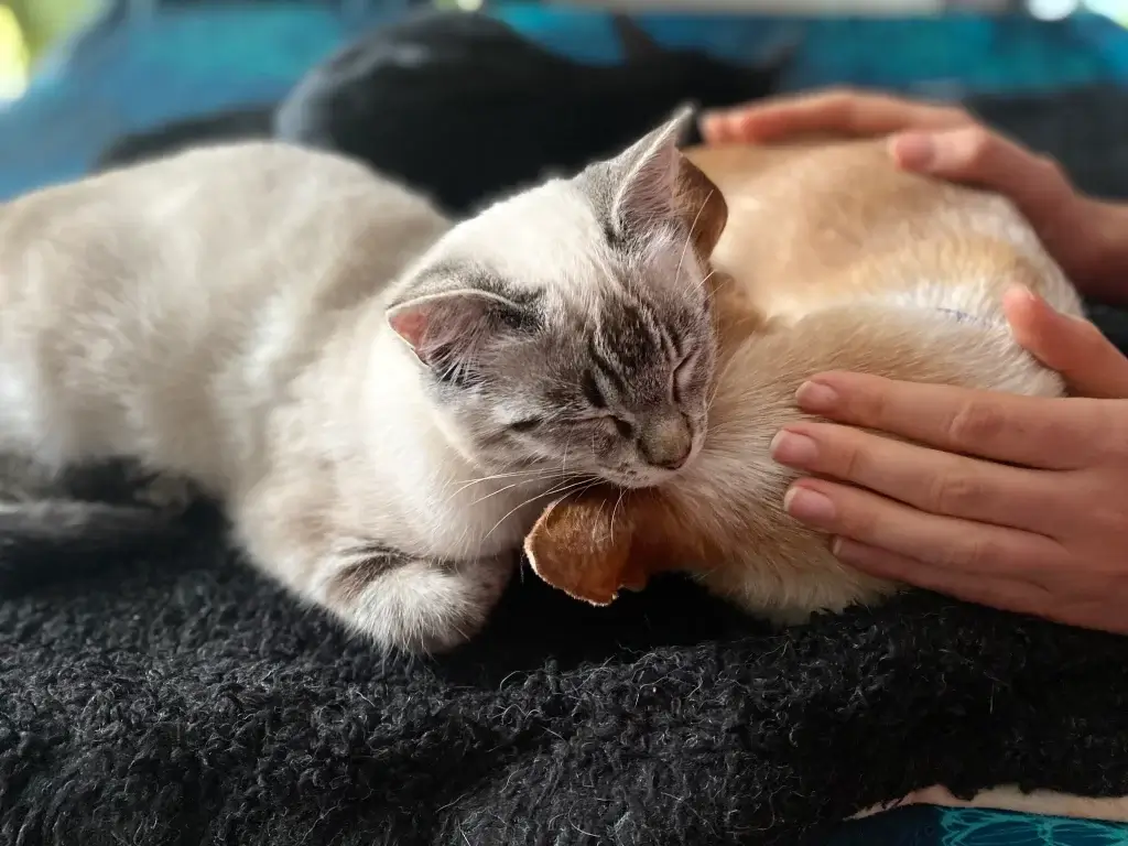 Claire en séance d'ostéopathie féline avec 2 chats