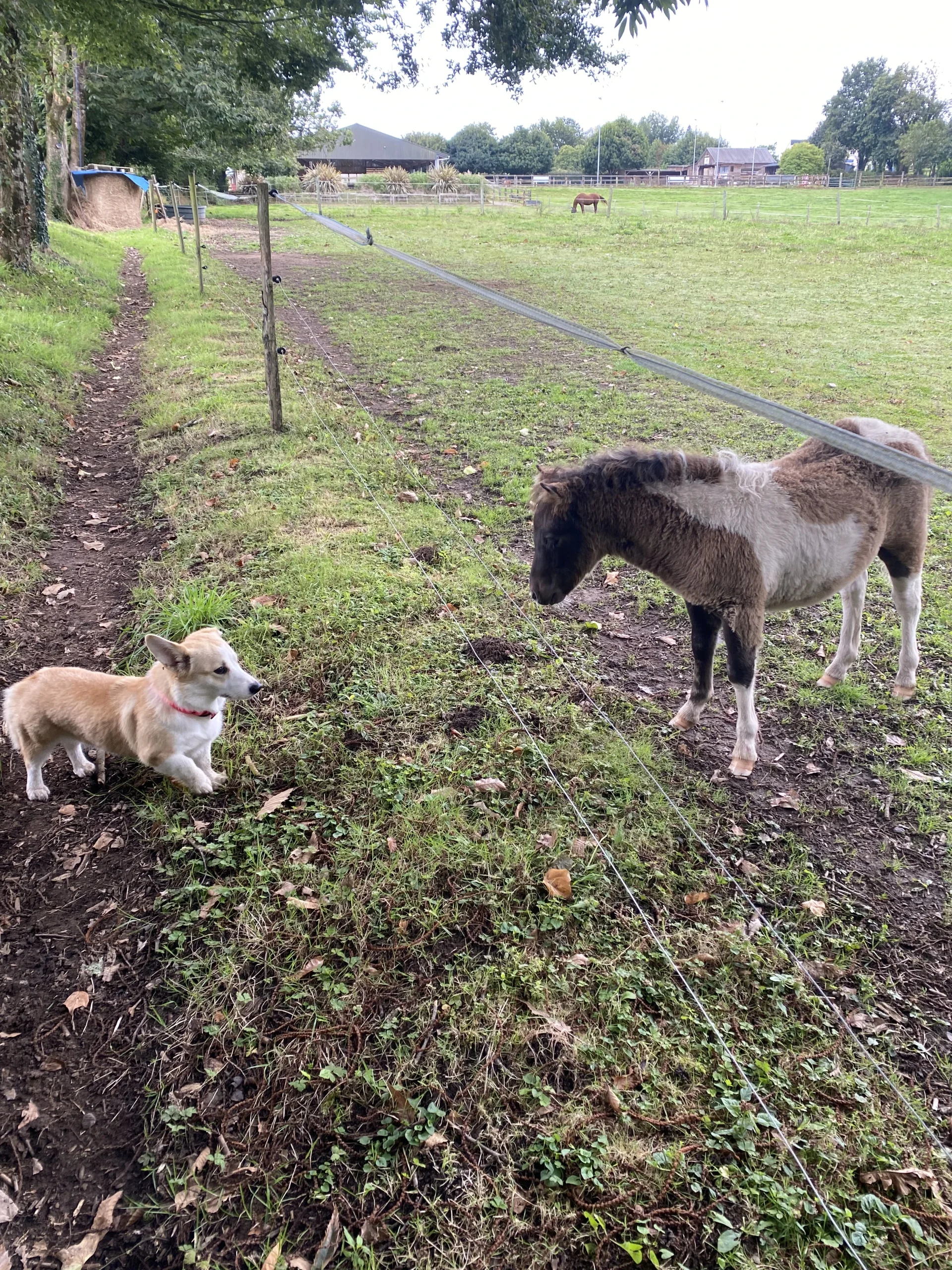 Neptune, le chien Corgi de Claire, qui rencontre un poney