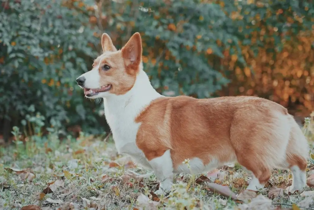 Chien Corgi de profil