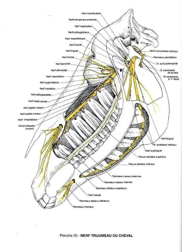 Planche Barone du nerf trijumeau du cheval