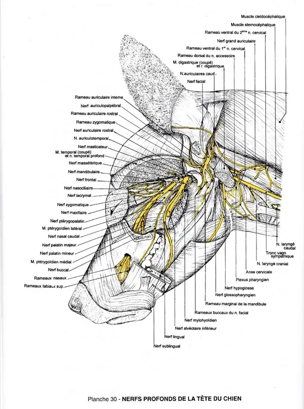 Planche Barone des nerfs profonds du chien