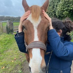 Séance d'ostéopathie crânienne sur un cheval, par Claire Fresneau-Fontalirant, ostéopathe animalier à Saumur