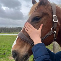 Séance d'ostéopathie crânienne sur un cheval, par Claire Fresneau-Fontalirant, ostéopathe animalier à Saumur
