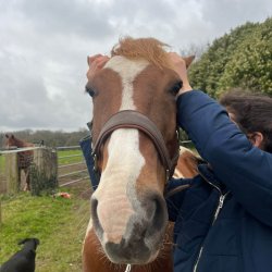 Séance d'ostéopathie crânienne sur un cheval, par Claire Fresneau-Fontalirant, ostéopathe animalier à Saumur