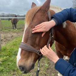 Séance d'ostéopathie crânienne sur un cheval, par Claire Fresneau-Fontalirant, ostéopathe animalier à Saumur
