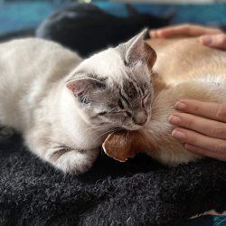 Claire Fresneau-Fontalirant, ostéopathe animalier à Saumur, en plein séance d'ostéopathie féline avec deux chats