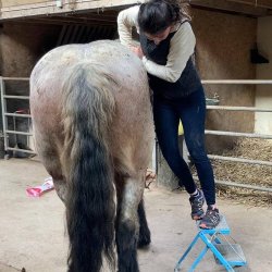 Claire Fresneau-Fontalirant, ostéopathe animalier à Saumur, en pleine séance d'ostéopathie équine