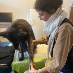 Claire Fresneau-Fontalirant, ostéopathe animalier à Saumur, en séance d'ostéopathie canine