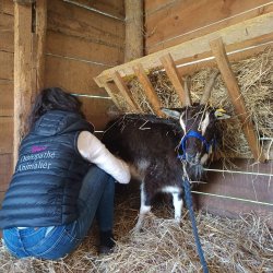 Claire Fresneau-Fontalirant en pleine séance d'ostéopathie animalière avec une chèvre, près de Saumur