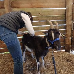 Claire Fresneau-Fontalirant en pleine séance d'ostéopathie animalière avec une chèvre, près de Saumur