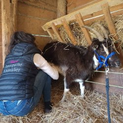 Claire Fresneau-Fontalirant en pleine séance d'ostéopathie animalière avec une chèvre, près de Saumur