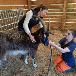 Claire Fresneau-Fontalirant en pleine séance d'ostéopathie animalière avec une chèvre, près de Saumur