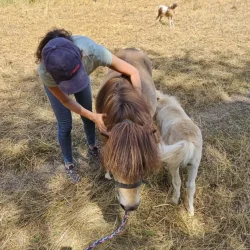 Claire Fresneau-Fontalirant, ostéopathe animalier, lors d'une séance en pleine nature avec des poneys Shetland, Saumur et alentours, Pays de la Loire