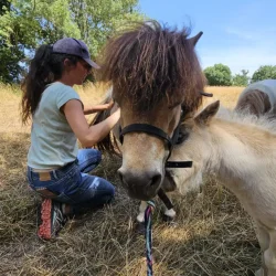 Claire Fresneau-Fontalirant, ostéopathe animalier, lors d'une séance en pleine nature avec des poneys Shetland, Saumur et alentours, Pays de la Loire