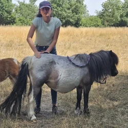 Claire Fresneau-Fontalirant, ostéopathe animalier, lors d'une séance en pleine nature avec des poneys Shetland, Saumur et alentours, Pays de la Loire