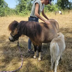 Claire Fresneau-Fontalirant, ostéopathe animalier, lors d'une séance en pleine nature avec des poneys Shetland, Saumur et alentours, Pays de la Loire