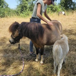 Claire Fresneau-Fontalirant, ostéopathe animalier, lors d'une séance en pleine nature avec des poneys Shetland, Saumur et alentours, Pays de la Loire