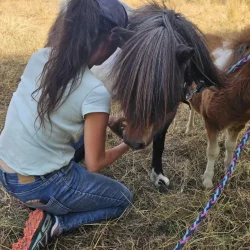 Claire Fresneau-Fontalirant, ostéopathe animalier, lors d'une séance en pleine nature avec des poneys Shetland, Saumur et alentours, Pays de la Loire