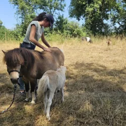 Claire Fresneau-Fontalirant, ostéopathe animalier, lors d'une séance en pleine nature avec des poneys Shetland, Saumur et alentours, Pays de la Loire