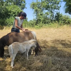 Claire Fresneau-Fontalirant, ostéopathe animalier, lors d'une séance en pleine nature avec des poneys Shetland, Saumur et alentours, Pays de la Loire