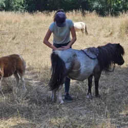 Claire Fresneau-Fontalirant, ostéopathe animalier, lors d'une séance en pleine nature avec des poneys Shetland, Saumur et alentours, Pays de la Loire