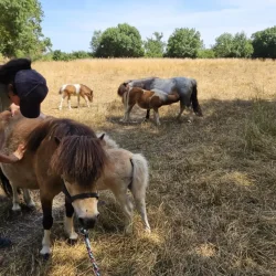 Claire Fresneau-Fontalirant, ostéopathe animalier, lors d'une séance en pleine nature avec des poneys Shetland, Saumur et alentours, Pays de la Loire