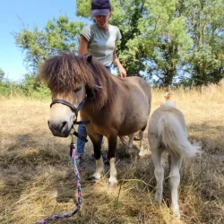 Claire Fresneau-Fontalirant, ostéopathe animalier, lors d'une séance en pleine nature avec des poneys Shetland, Saumur et alentours, Pays de la Loire