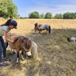 Claire Fresneau-Fontalirant, ostéopathe animalier, lors d'une séance en pleine nature avec des poneys Shetland, Saumur et alentours, Pays de la Loire