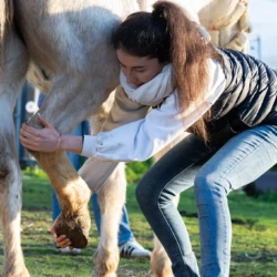 Claire en pleine séance d'ostéopathie avec un cheval de loisir