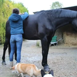 Claire en pleine séance d'ostéopathie avec un cheval de compétition