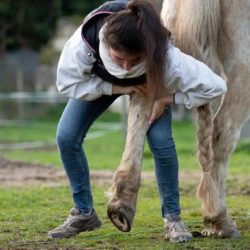 Claire en pleine séance d'ostéopathie avec un cheval de saut d'obstacles