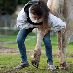 Claire en pleine séance d'ostéopathie avec un cheval de saut d'obstacles