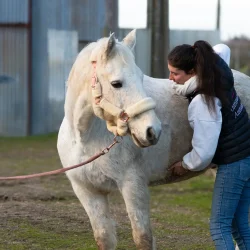 Claire en pleine séance d'ostéopathie avec un cheval de saut d'obstacles