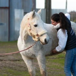 Claire en pleine séance d'ostéopathie avec un cheval de saut d'obstacles