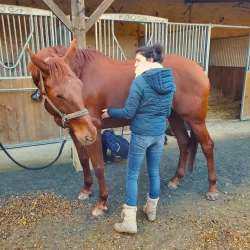 Claire en pleine séance d'ostéopathie avec une jument de compétition