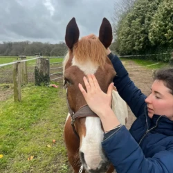 Séance d'ostéopathie équine avec Claire Fresneau-Fontalirant à Saumur