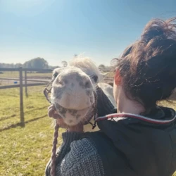 Claire en séance d'ostéopathie crânienne sur un cheval