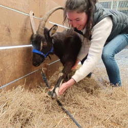 Claire en séance d'ostéopathie animale avec une chèvre